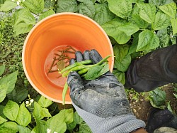 The CEO's volunteer work at Shalom Farms. July 2025